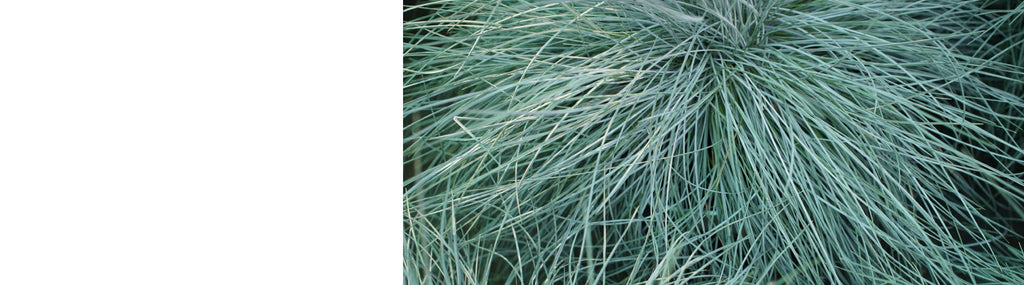 Festuca Plants