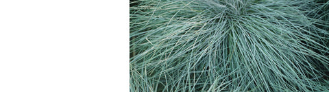 Miscanthus Plants