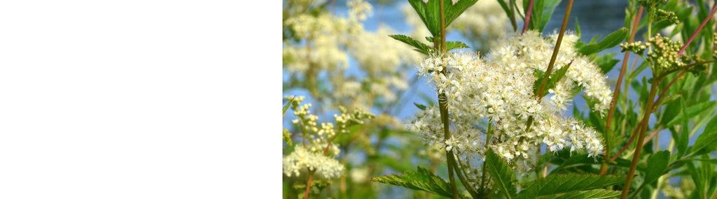 Filipendula Plants