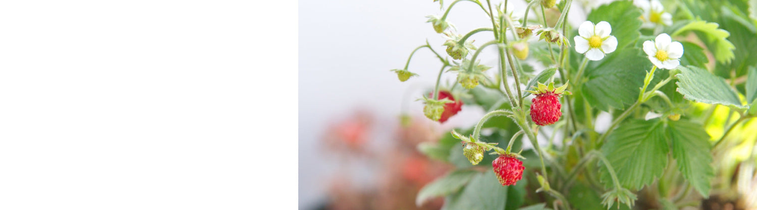 Fragaria Plants