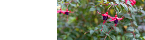 Fuchsia plants