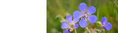 Geranium Plants