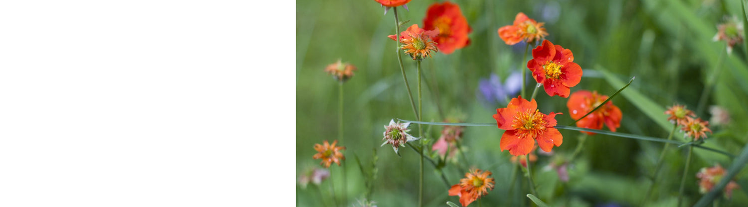 Geum Plants