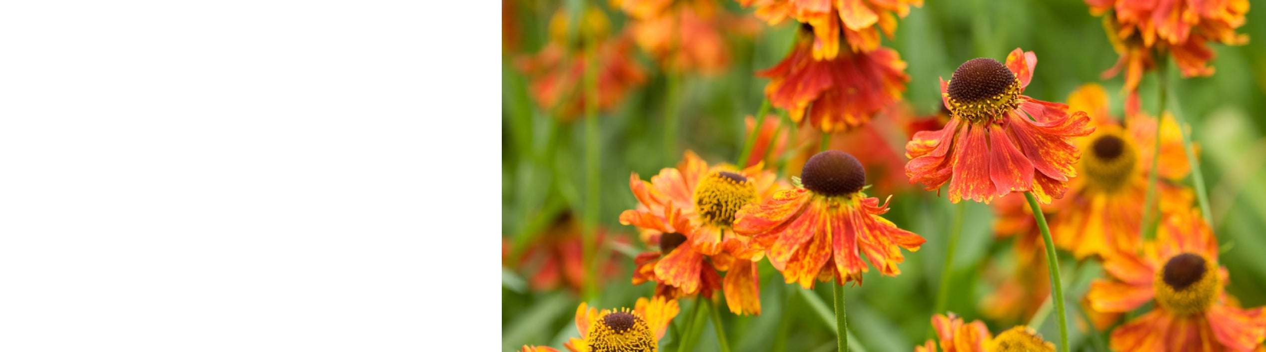 Helenium Plants