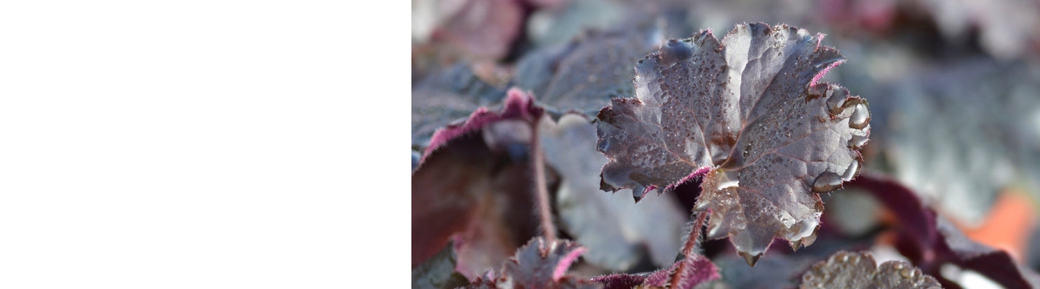 Heuchera Plants