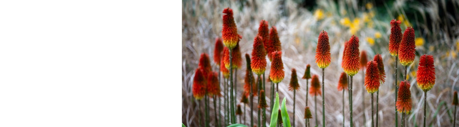 Kniphofia Plants