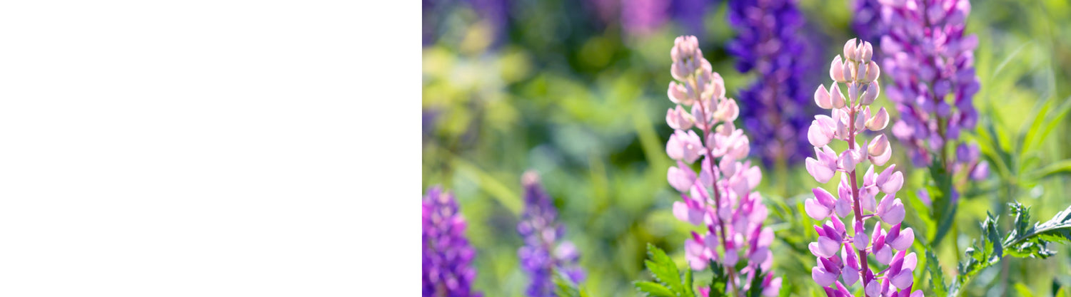 Lupinus Plants