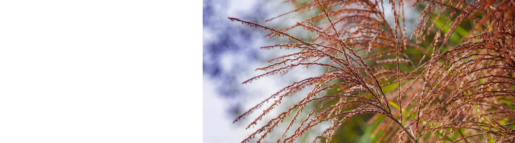 Miscanthus Plants