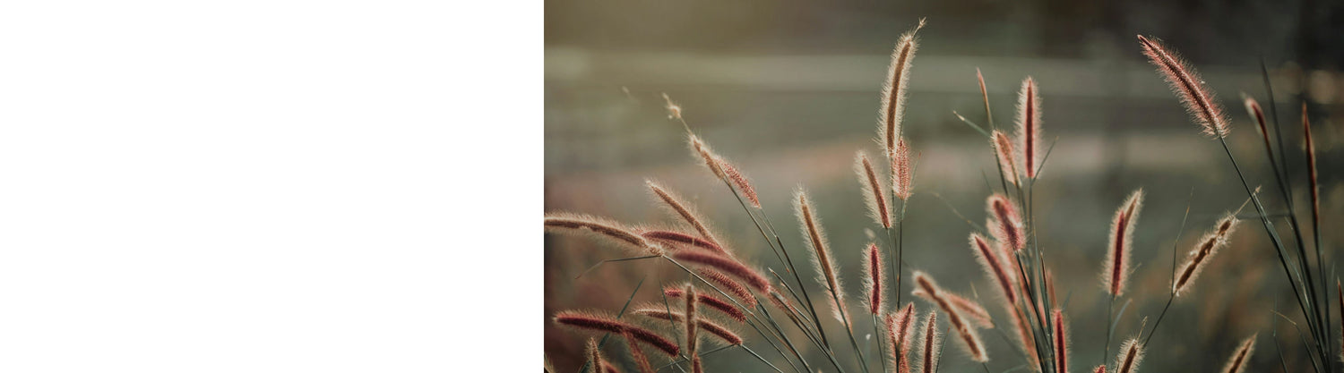 Pennisetum Plants