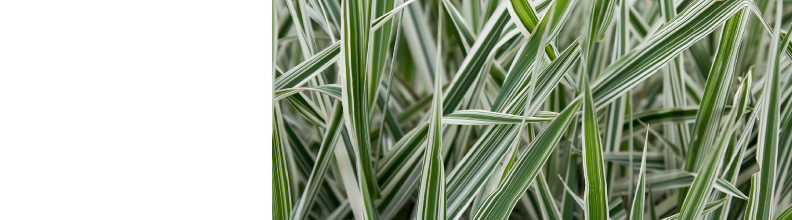 Phalaris Plants