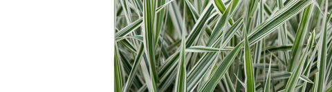 Pennisetum Plants