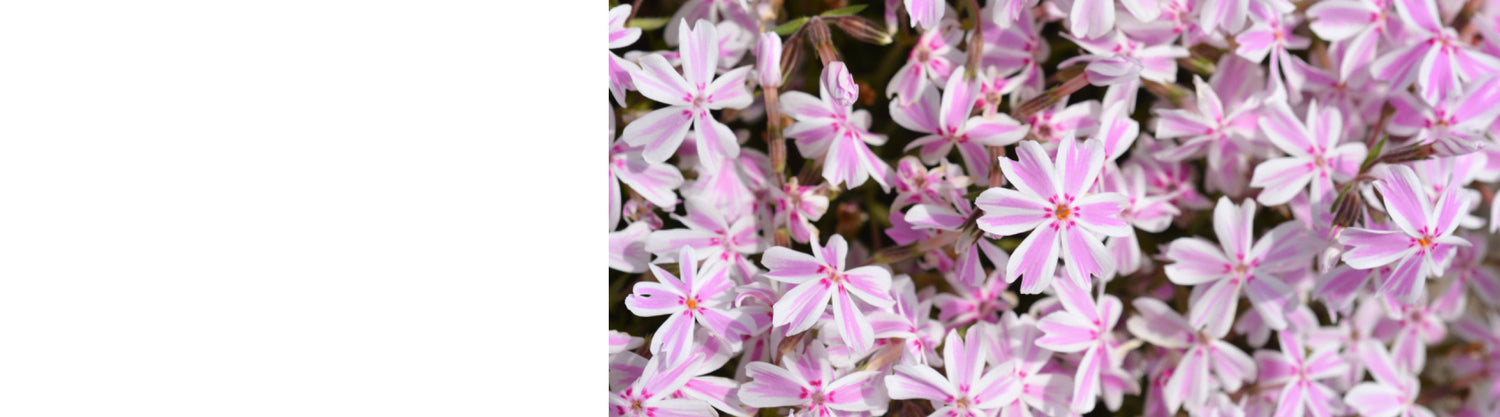 Phlox Plants