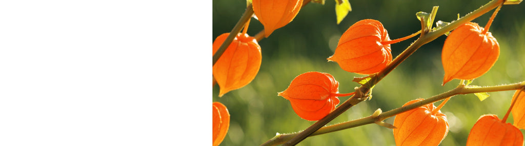 Physalis Plants