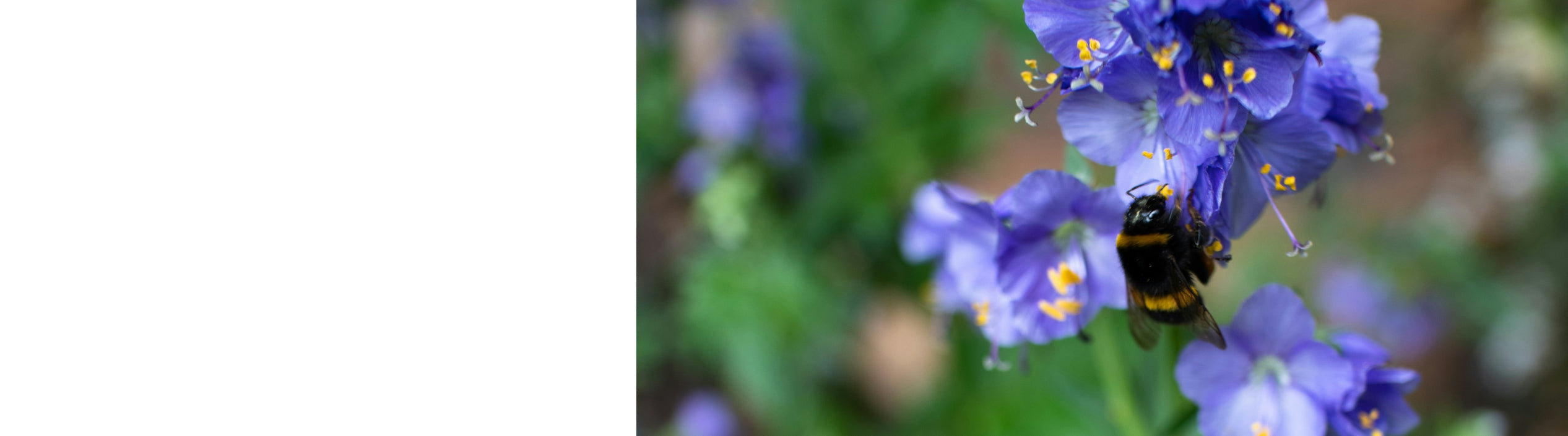 Polemonium Plants