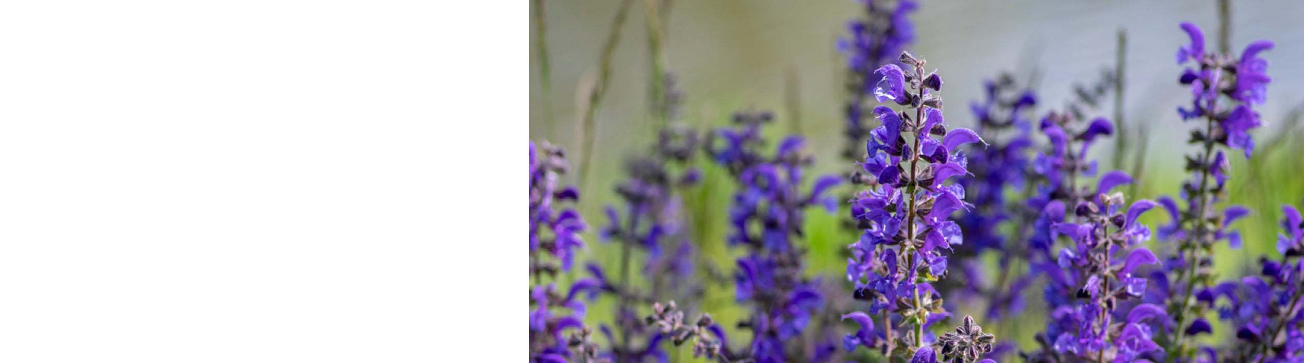 Salvia Plants