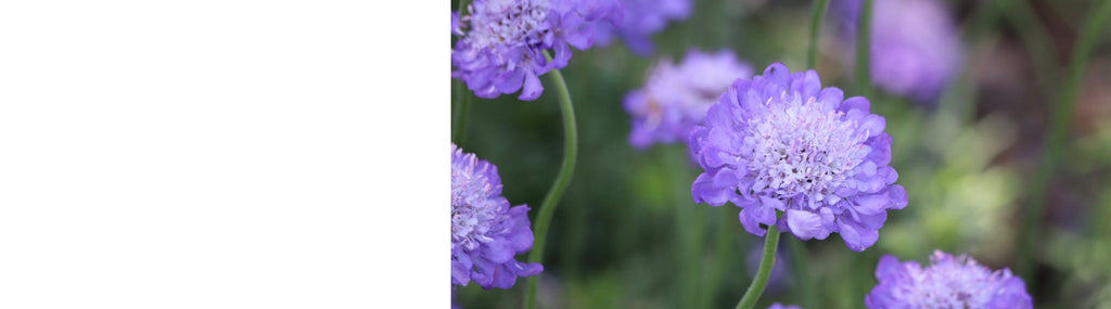 Scabiosa Plants