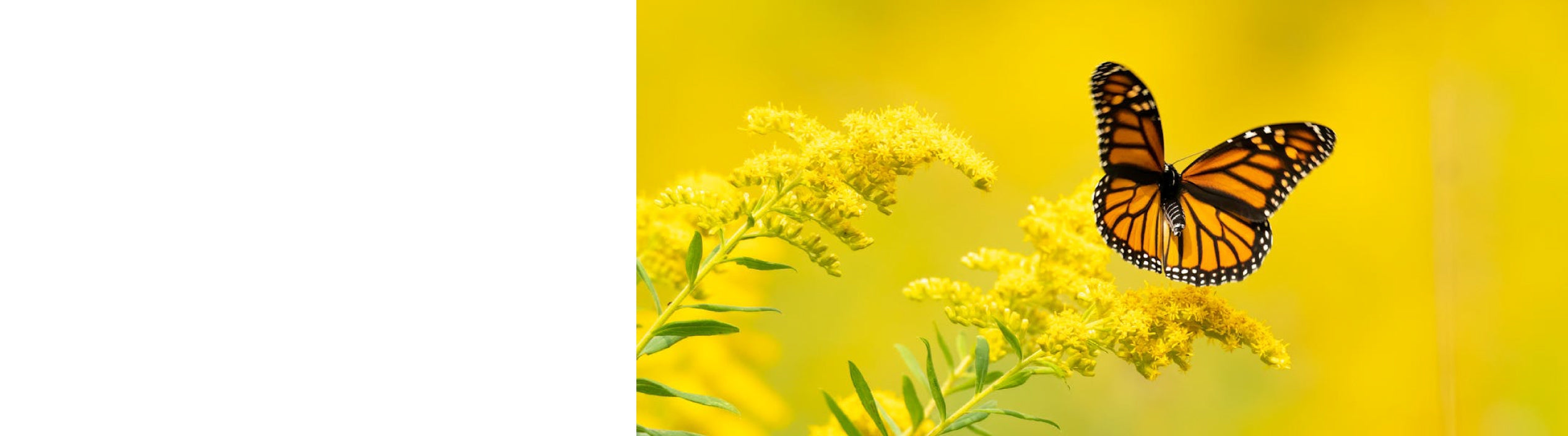 Solidago Plants