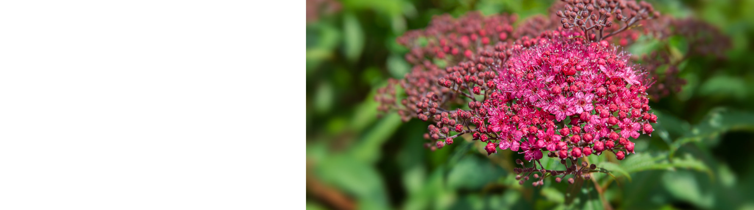 Spiraea Plants