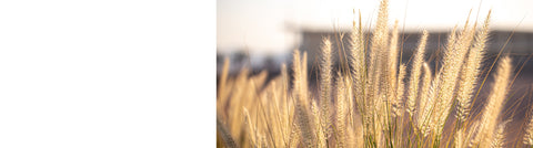 Pennisetum Plants