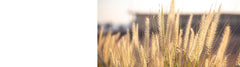 Stipa Plants