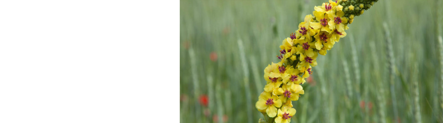 Verbascum Plants