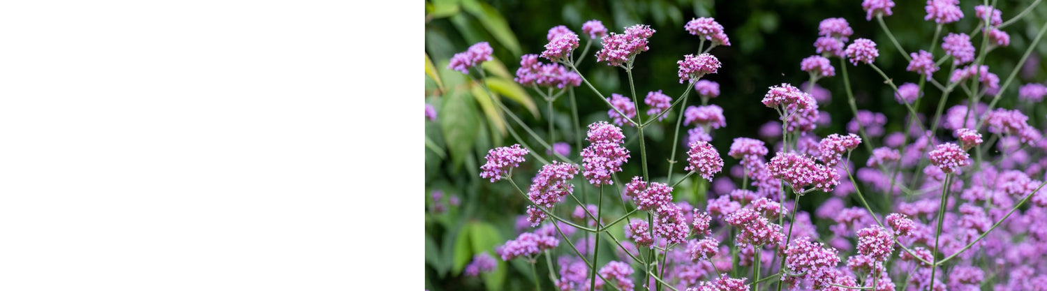 Verbena Plants