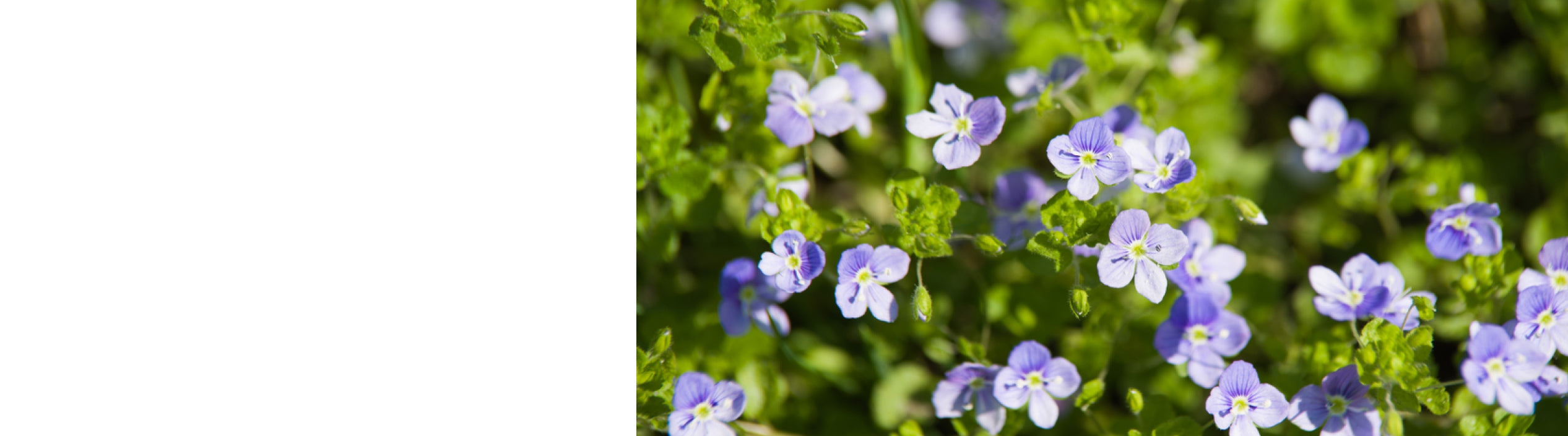 Veronica Plants