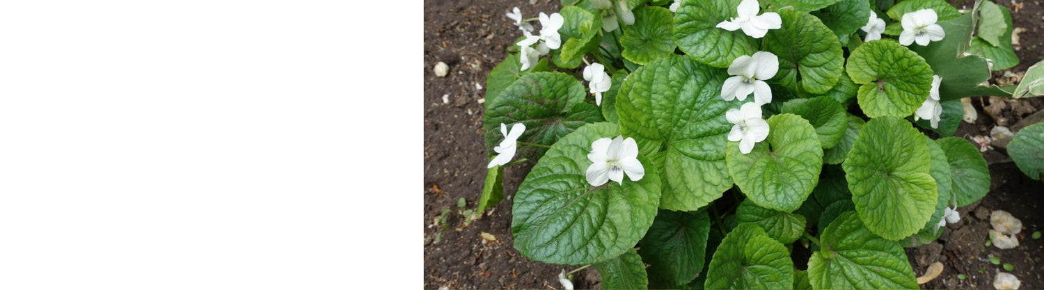 Viola Plants