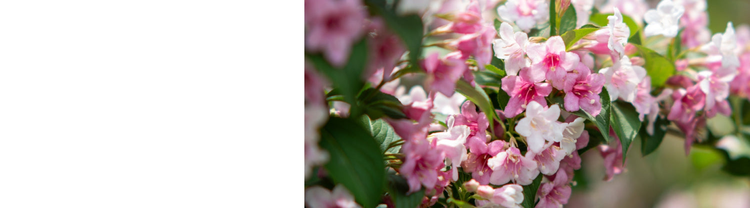 Weigela Plants