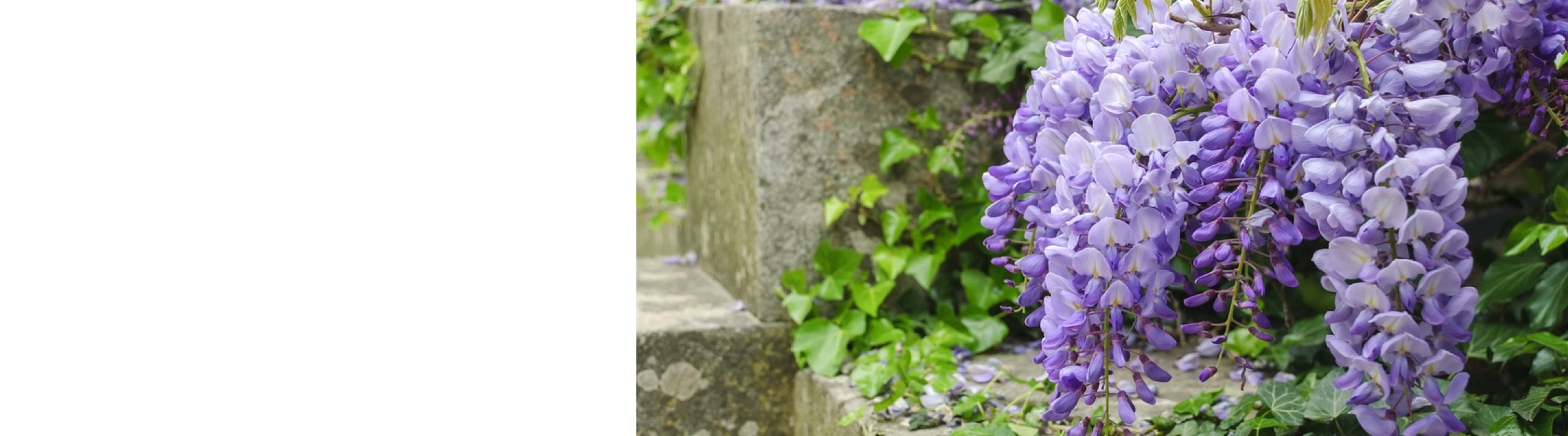 Wisteria Plants