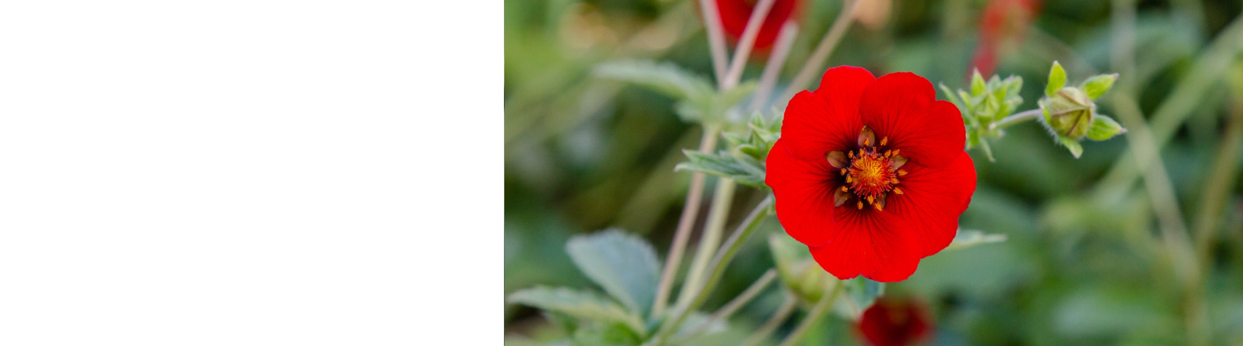 Potentilla - Cinquefoil Plants