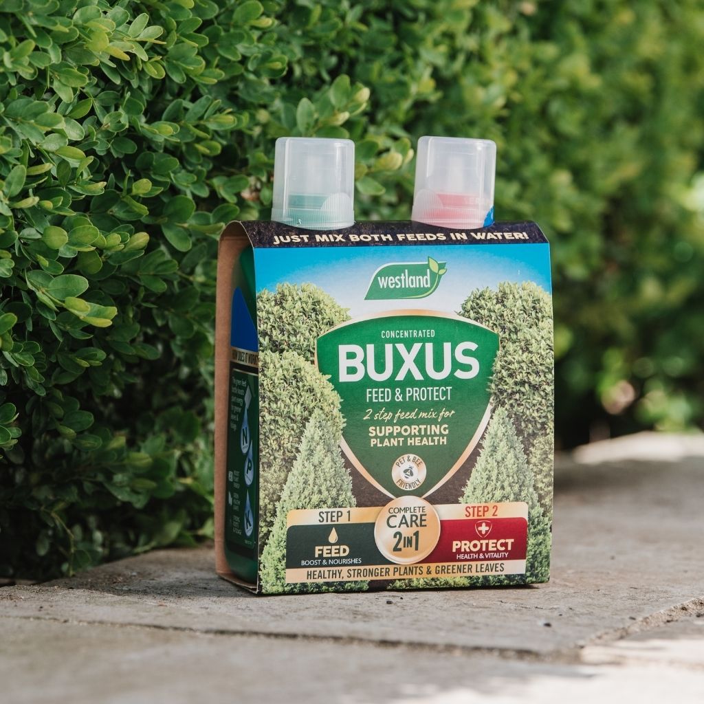 A package of Westland Buxus Feed & Protect 2 x 500ml sits on a stone surface, offering the promise of greener foliage and vigorous growth within the vibrant greenery.