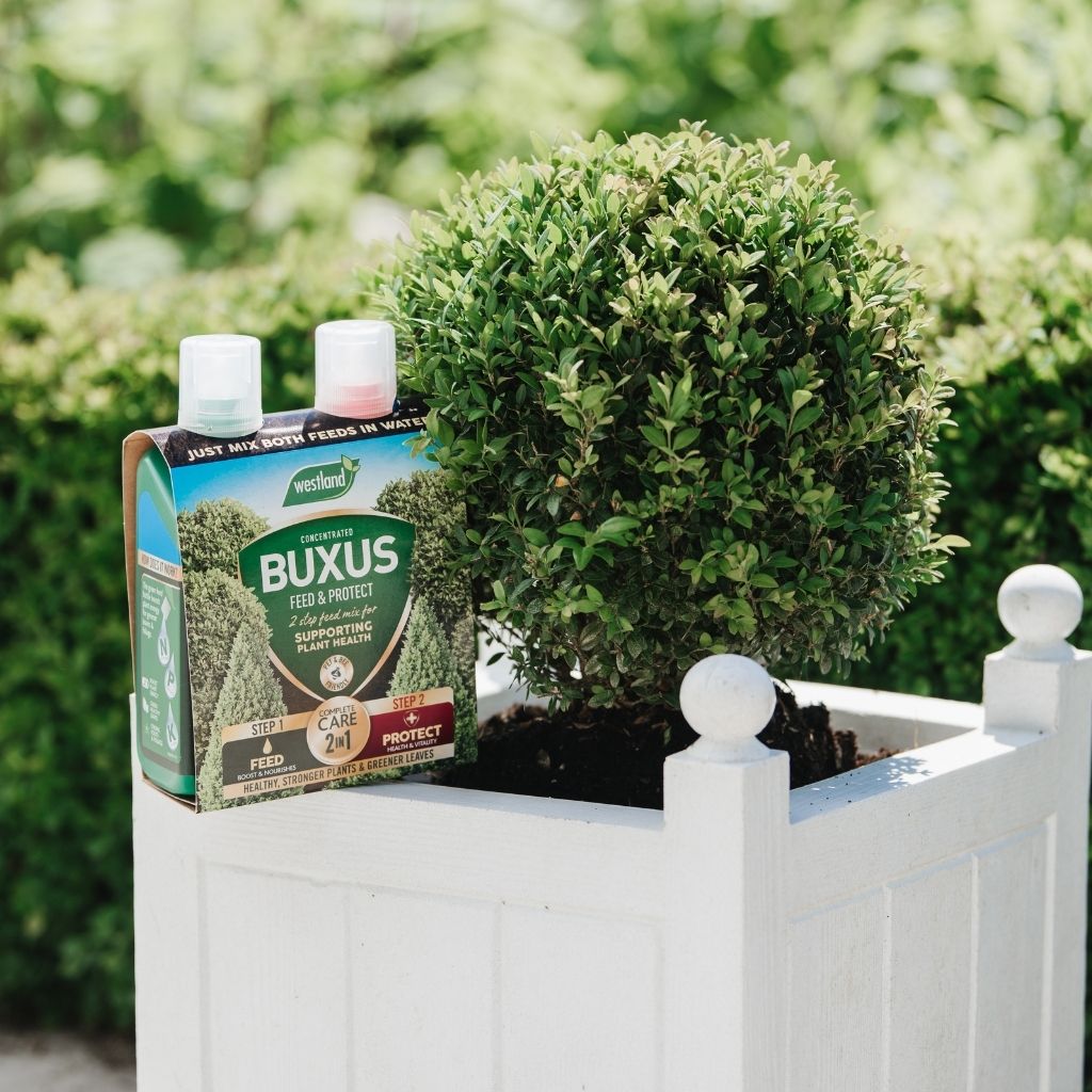 A boxwood plant sits in a white planter, alongside a set of Westland Buxus Feed & Protect 2 x 500ml to promote greener foliage.