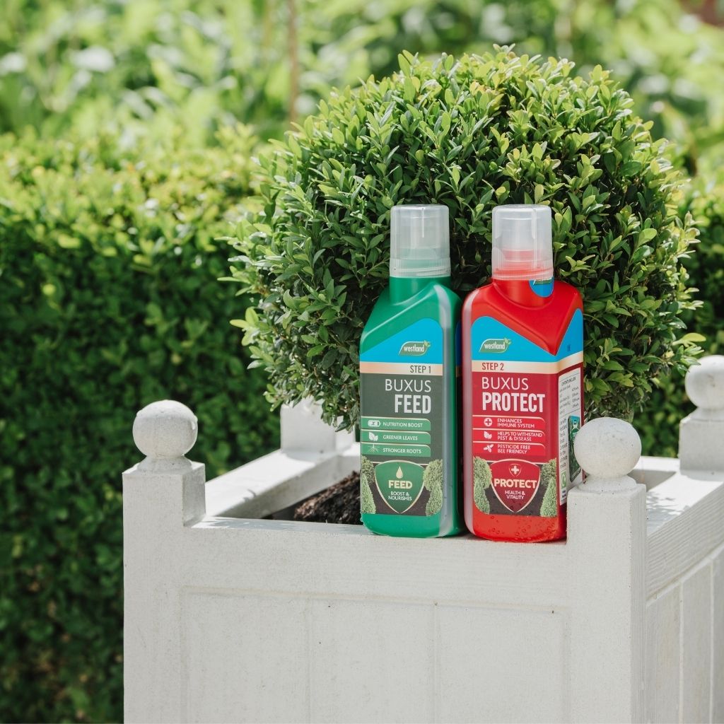 Two bottles of Westland Buxus Feed & Protect 2 x 500ml are elegantly placed on a white planter with lush greenery in the background, promising healthier, greener foliage.