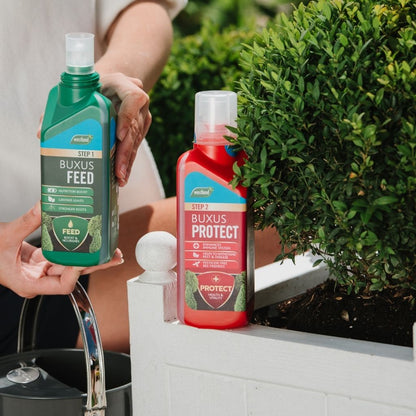 A person holds a bottle of Westland Buxus Feed & Protect 2 x 500ml beside a potted shrub, with another bottle from the same set nearby. This dual plant care product promises greener foliage and offers perfect protection for your garden's prized greenery.