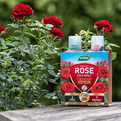 The Westland Rose Feed & Protect 2x 500ml packaging is artfully displayed on a wooden surface, surrounded by vibrant flowers and lush greenery in the background.