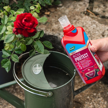 A hand holding a red bottle labeled "Westland Rose Feed & Protect 2x 500ml" next to a green watering can and a blooming red rose, ensuring vibrant flowers with the optimal rose nourishment.