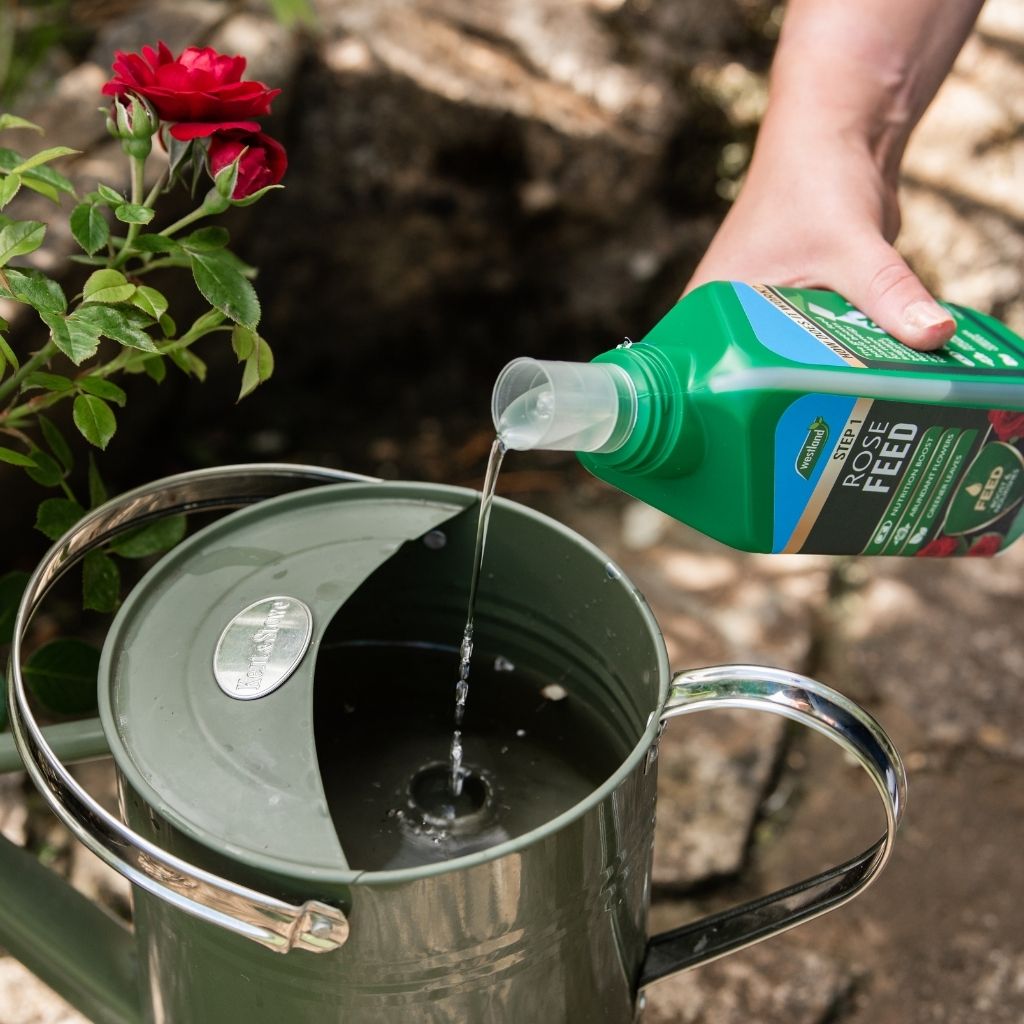 Someone diligently pours Westland Rose Feed & Protect 2x 500ml into a green watering can next to a red rose plant, ensuring vibrant blooms and optimal plant protection.