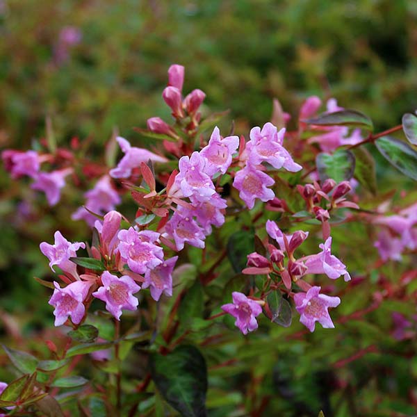 The Abelia Edward Goucher - Abelia blooms brilliant pink flowers amid green leaves, attracting pollinators with its charm. This semi-evergreen shrub adds year-round beauty to any garden.