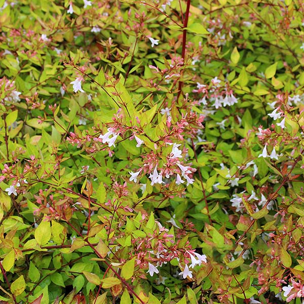 The Abelia Francis Mason - Abelia is a semi-evergreen shrub, known for its dense foliage, small white bell-shaped flowers, and red-tinged stems.