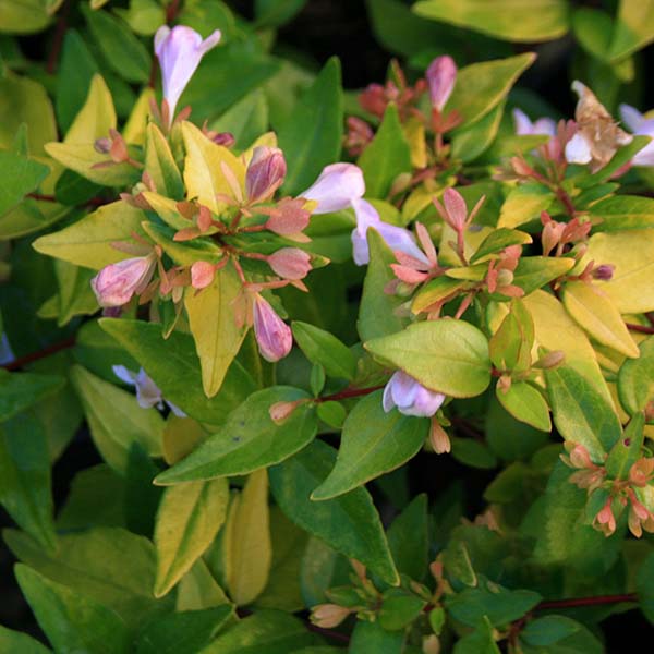 Close-up of Abelia Francis Mason leaves, featuring green and yellow variegation with small pink and purple trumpet-like flowers.