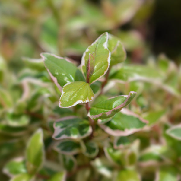 Close-up of green leaves with white edges and pink tints on an Abelia Magic Daydream shrub, ideal for sensory planting.