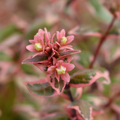 Close-up of a pink and green Abelia Magic Daydream leaf with small flowers, set against a blurred background of the shrubs lush leaves.