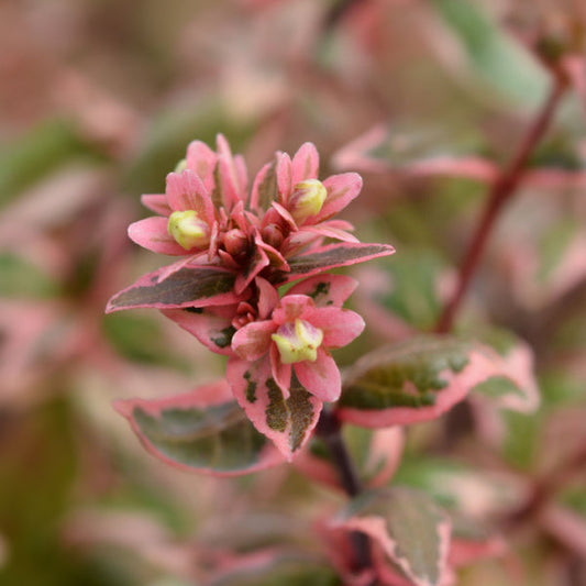 Close-up of a pink and green Abelia Magic Daydream leaf with small flowers, set against a blurred background of the shrubs lush leaves.