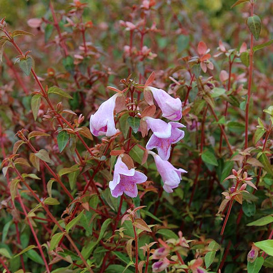 Abelia Pinky Bells features pink, bell-shaped flowers that bloom among its evergreen leaves and vibrant red foliage.