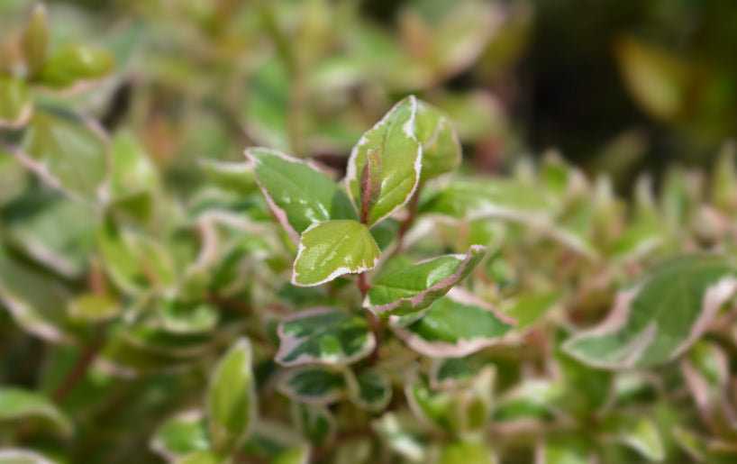 Abelia: An Understated Gem for Your Garden.