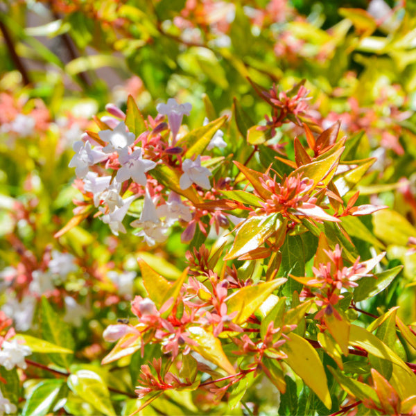 Close-up of an Abelia x grandiflora Kaleidoscope bush featuring clusters of small fragrant flowers surrounded by vibrant green and red variegated foliage.