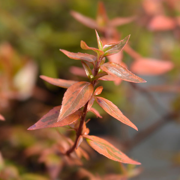 Close-up of an Abelia x grandiflora Kaleidoscope branch showcasing its variegated foliage, with reddish leaves highlighted against a blurred background.