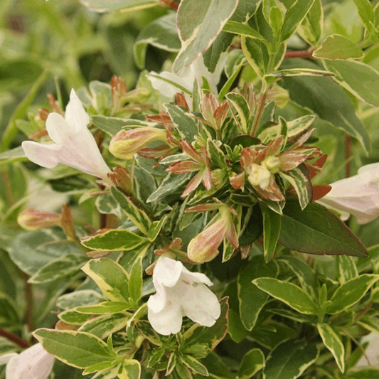 Close-up of the Abelia x grandiflora Lucky Lots, a semi-evergreen shrub with small white blooms and variegated green leaves.