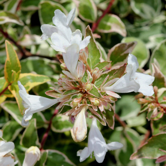 Close-up of an Abelia x grandiflora Radiance flower with green and yellow variegated leaves, highlighting this semi-evergreen shrubs delicate beauty.